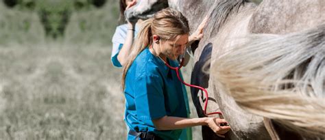 Argyle vet. Argyle Veterinary Hospital is a full-service animal hospital that offers comprehensive medical services for pets and horses in Argyle and the surrounding Denton … 