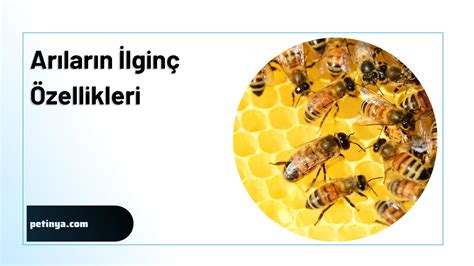 Arilar Halı ve Koltuk Yıkama