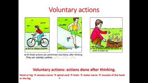 Compare Aristotle Voluntary And Involuntary Action 764 Words | 4 Pages. To asses this situation as Aristotle would, we must look at his writings on voluntary and involuntary actions. In Aristotle’s writings he states that voluntary and involuntary action can be distinguished by several different factors. The first of these factors is the .... 