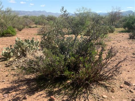 Arizona Grazing Clearinghouse