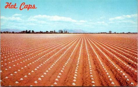 Arizona Phoenix Hot Caps cover Tomato plants ~ postcard sku139