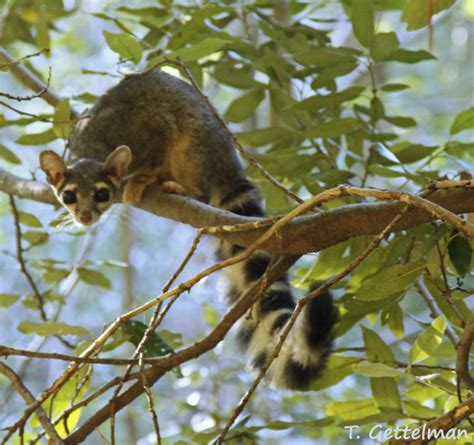 Arizona State Mammal: Ringtail (Bassari…