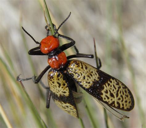 Arizona bugs. Learn how to identify common Arizona pests and insects by their characteristics, such as size, shape, behavior and diet. Find out some interesting facts about … 
