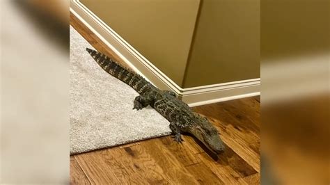 Arizona couple awakened to uninvited alligator inside Louisiana home