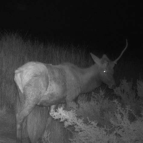 Arizona national park catches 'unicorn' on game camera