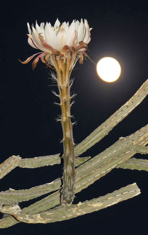 Arizona queen-of-the-night blooms only one night a year and the