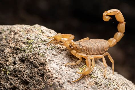 Arizona scorpion. Arizona Bark Scorpion. Arizona Bark Scorpions are yellowish-tan in color and have a distinctively thin, curled tail and large pincers. Commonly found in logs, these scorpions are also known to make their way indoors and hide in drawers, dark cabinets, tubs, barns, attics, or other structures. They are also great climbers and enjoy hanging ... 