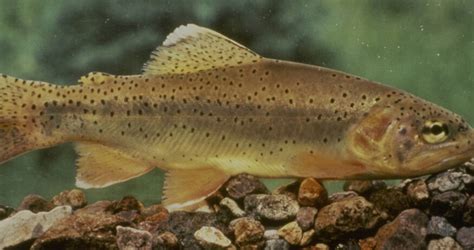 Arizona state fish, the Apache trout, is no longer considered endangered