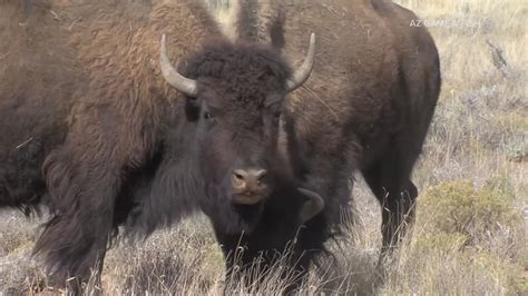 Arizona woman injured in Yellowstone bison attack says ‘yes’ to boyfriend’s hospital proposal