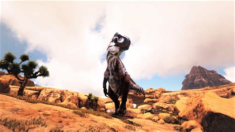 The Savage Acro Flag is a trophy in ARK Additions. It is a guaranteed reward for defeating the Savage Acrocanthosaurus . ... Pages that were created prior to April 2022 are from the Fandom ARK: Survival Evolved wiki. Page content is under the Creative Commons Attribution-Non-Commercial-ShareAlike 3.0 License unless otherwise noted.