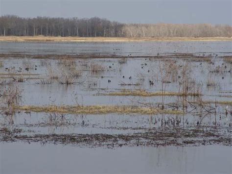 Arkansas: Bayou Meto Waterfowl Management Area