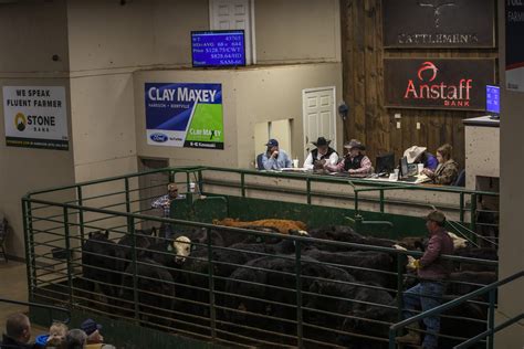 Arkansas Cattle Prices