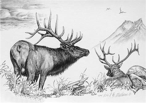 Arkansas Elk Draw