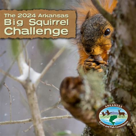 Arkansas big squirrel challenge 2024. Jan 10, 2024 · Catch trout, hunt squirrels for prizes in Northwest Arkansas. January 10, 2024 at 4:00 a.m. by Flip Putthoff. Meet the squirrel challenge. The annual Big Squirrel Challenge is set for Friday and Saturday headquartered at the J.B. and Johnelle Hunt Family Ozarks Highlands Nature Center, 3400 N. 40th St., in Springdale. 