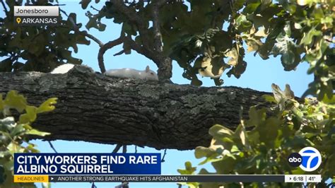 Arkansas city worker spots rare albino squirrel