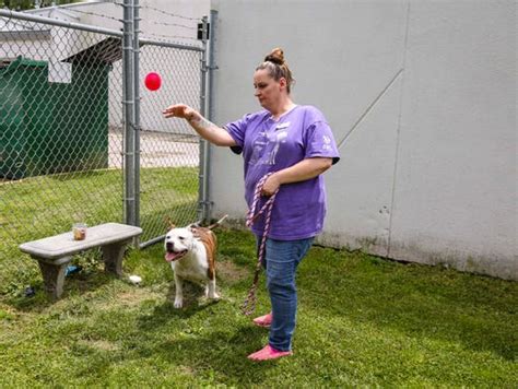 Arl ankeny. ARL officials said the three dogs were stuffed into a banged up wire crate when they arrived at the Animal Rescue League of Iowa. Advertisement. One of the dogs was an 11-week-old puppy and the ... 