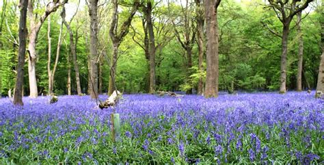 Arlington Bluebell Walk & Farm Trail - Startsida Facebook