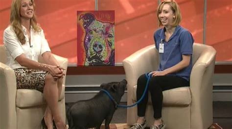 Arlington The Pet Show with Dr. Katy - WJLA