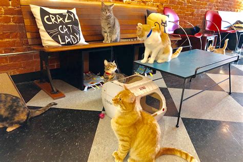 Arlington has a cat cafe and the animals are adoptable