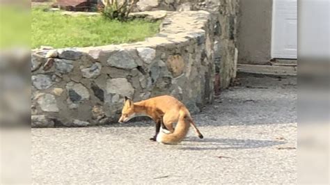 Arlington police issue update on injured fox spotted in town