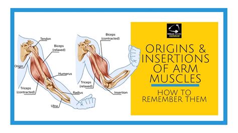 Arm etymology Etymologeek.com