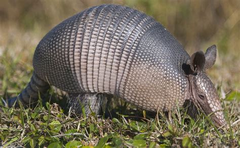 Armadilla - Sep 15, 2023 · The first incredible armadillo fact is of course their iconic armor. The shell on an armadillo’s back is made of thick bone and is connected to its vertebrae. The six-banded armadillo, however, has a slightly different shell. Although it is also made of thick bone, there is an additional layer of keratin on top, making it extra strong. 