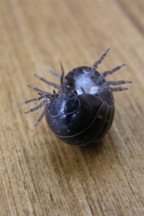 Armadillidium Vulgare Isopod Care – #1 Best Guide