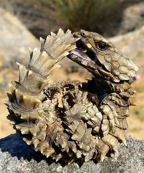 Armadillo lizard for sale petco. Leapin' Leachies. June 8, 2019. Ouroborus Cataphractus (Armadillo Girdled lizard) for sale! Young adult, with few missing front toes. Please PM for pricing. 