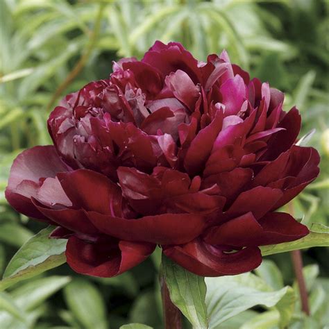 Armani Peony Paeonia Jackson & Perkins