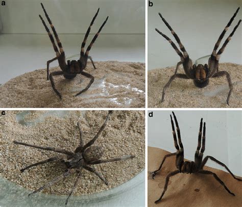 Armed spiders. Spiders of the genus Phoneutria, popularly known as “armed” spiders or banana spiders are restricted to South America. Most of the clinically important ... 