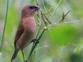 Armgrass millet (Brachiaria distachya) Feedipedia