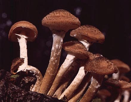 Armillaria - Wikipedia