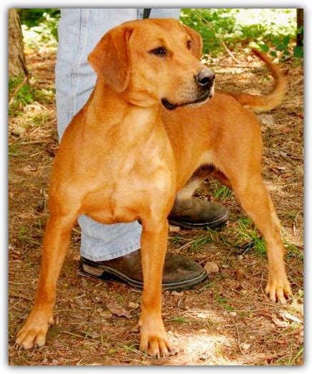 Armonk, NY - Labrador Retriever/Redbone Coonhound. Meet Flim …