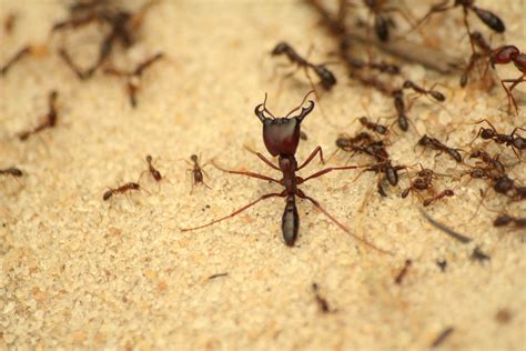Army ants. Things To Know About Army ants. 