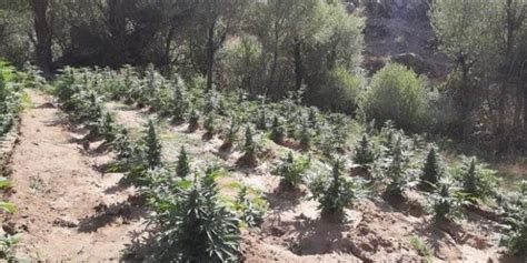 Arnavutluk polisi 12000'den fazla kenevir fidesi ve bitkisi bulur ve yok eder.
