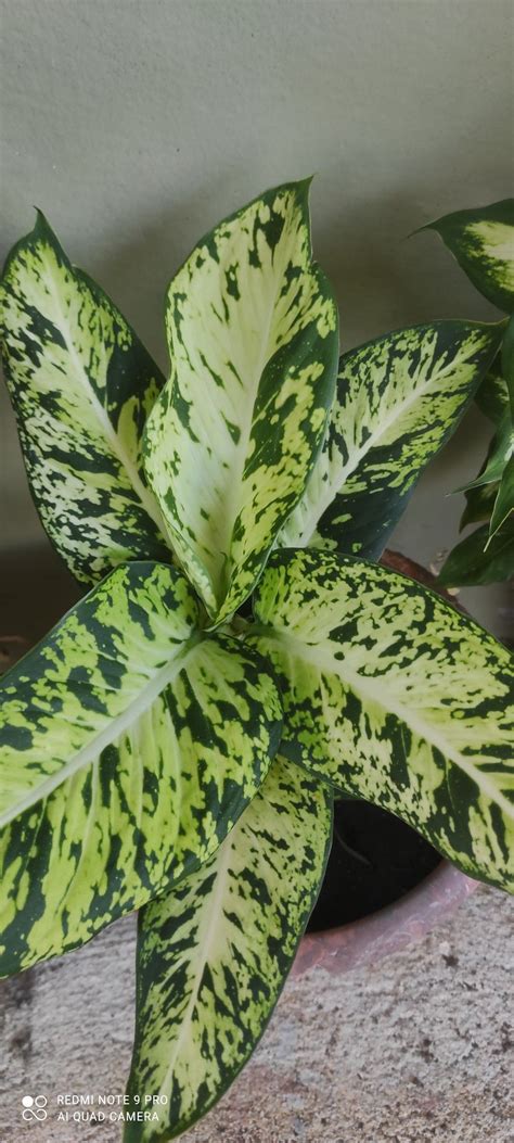 Aro seguino. SPANISH: Cana muda, Aro seguino, Pataquina, Oto de lagarto. Botany Dieffenbachia is a long-lived, evergreen, perennial herb growing to height of 1 to 1.5 meters. Stem is branchless, about 2.5 centimeters thick, cylindrical ... 