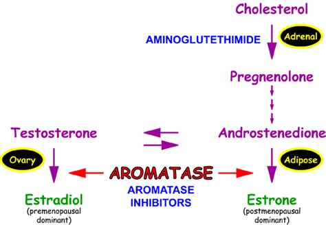 Aromatase inhibitor Definition & Meaning Merriam …