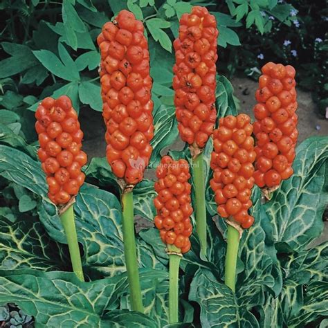 Aronskelk - Arum italicum