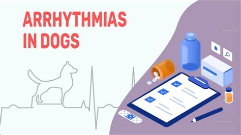 Arrhythmias In Dogs: Types, Symptoms & Treatments - Petmoo