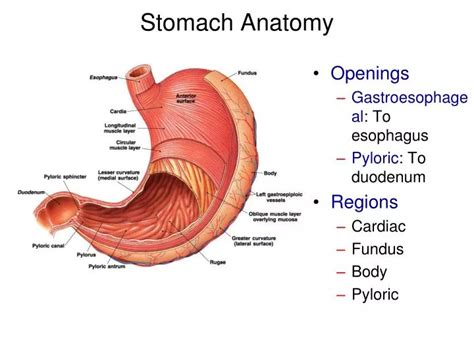 Art labeling activity gross anatomy of the stomach. ANSWER: Correct Art-labeling Activity: The Wall of the Trachea (Microscopic Structure) Part A Drag the labels to the appropriate location in the figure. ANSWER: the cricoid cartilage primary bronchi true vocal cords none of the above Help Reset Larynx Trachea Tracheal cartilages Root of right lung Root of the left lung Primary bronchi Secondary ... 
