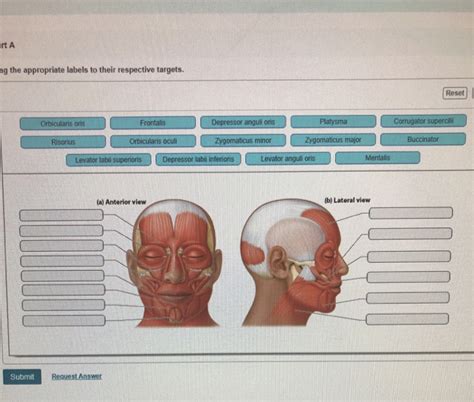 Art-labeling activity muscles of the head. Created by. Science by Sinai. This is a digital, drag and drop labeling muscles and antagonistic muscle pairs activity. The first slide has a front and back view with 14 common muscles for the students to drag and drop to label. For the antagonistic muscle pairs drag and drop, the students label the Bicep and Tricep relationship, the Quadriceps ... 