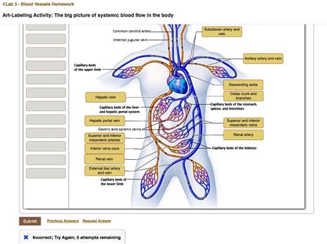 art-labeling activity the major systemic arteries. 
