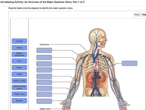 Art-labeling activity the major systemic veins. The systemic veins are described as the blood vessels that carry blood to the heart from all the tissues of the body, except the lungs. Deoxygenated blood enters the right atrium of the heart via the superior or inferior vena cava. Systemic capillaries are located within the tissues of the body. They are the sites where exchange of nutrients ... 