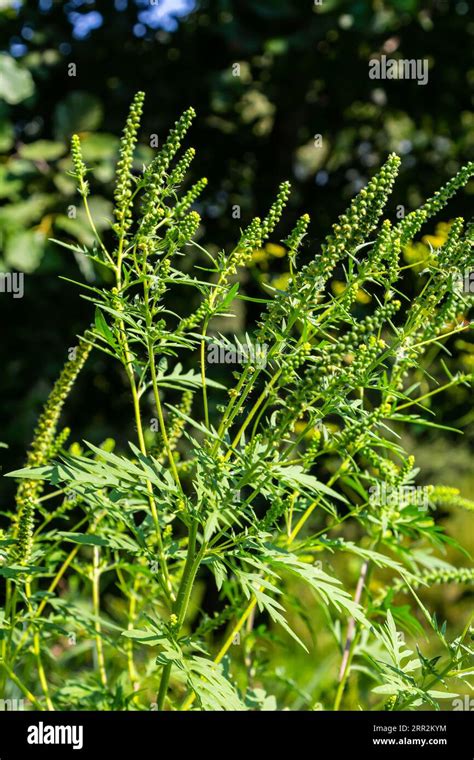 🔥 [SEX VIDEO] Artemis Fiore Leaks