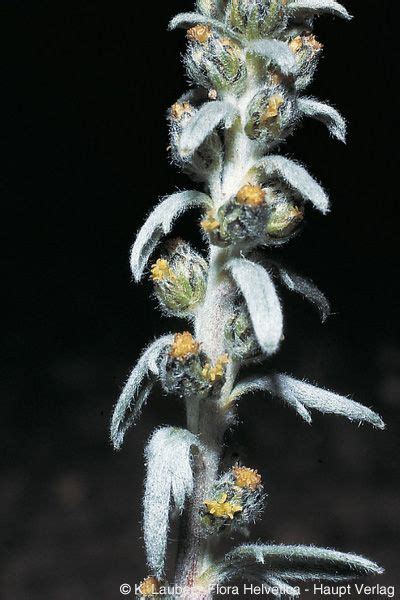 Artemisia genipi Weber - Info Flora