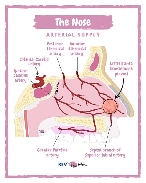 Arteria nasale dorsale - Dorsal nasal artery - abcdef.wiki