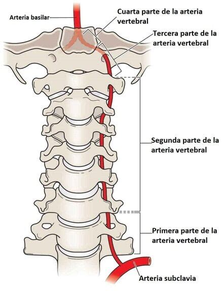 Arteria vertebral segmentos. .  ...