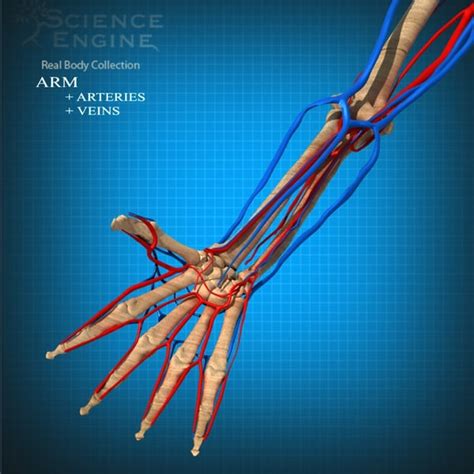Arteries and veins 3d study guide. - Design and analysis a researchers handbook.