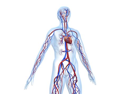 Avec une fistule artério-veineuse (AVF), une connexion anormale s’est formée entre une artère et une veine. Pour cette raison, le sang peut circuler librement entre ces deux vaisseaux sanguins, en contournant les capillaires et en affectant une circulation saine. Les FAV peuvent être trouvées dans n’importe quelle zone du corps.. 