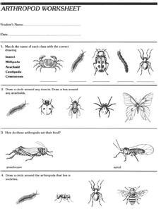 Arthropod Worksheet